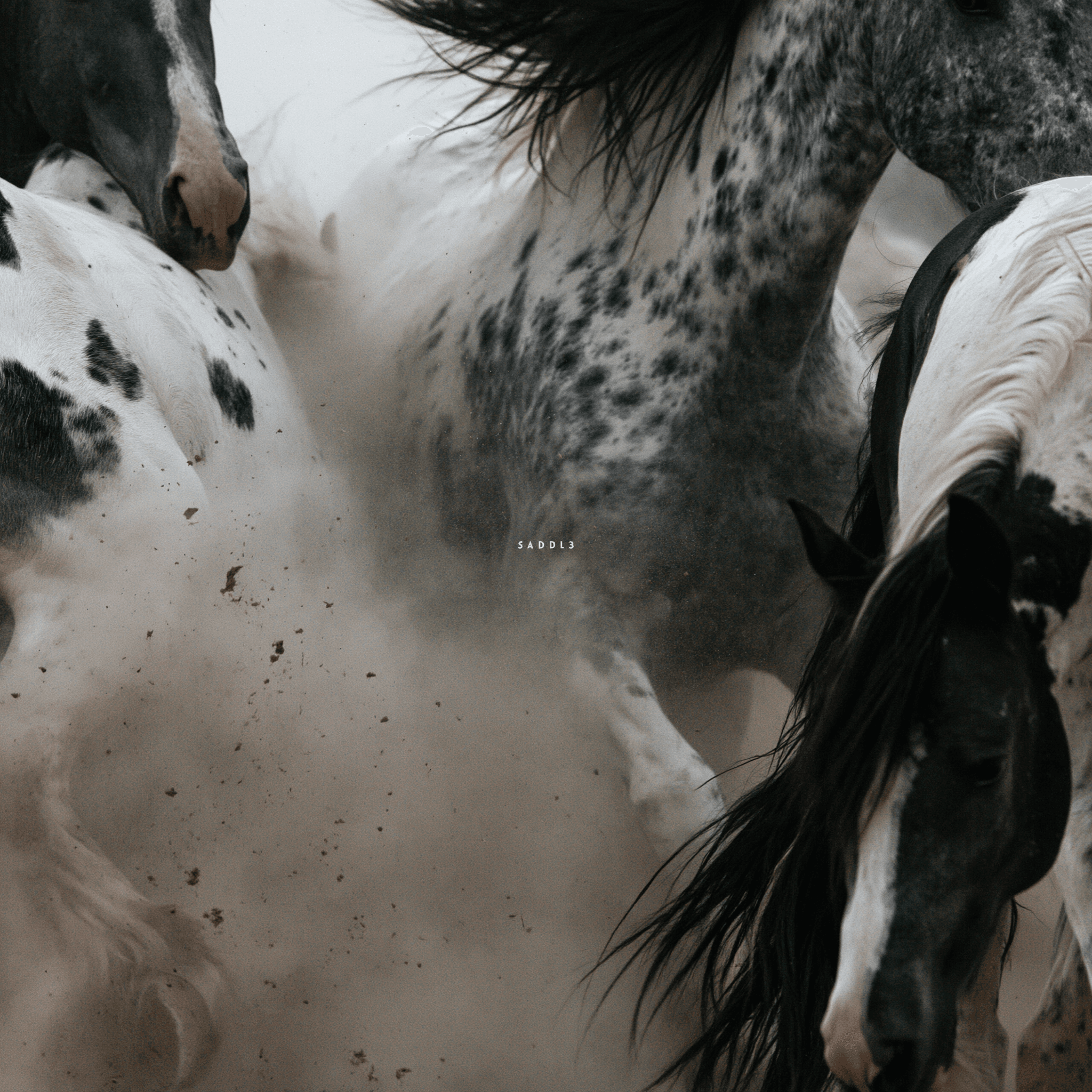 Spotted horses moving through dust, with the saddl3 wordmark at the center